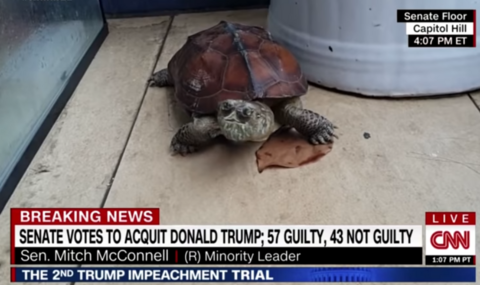 Constitutional Quibbles With Jimmy Kimmel and 'Mitch McTurtle' - Vimarsana News