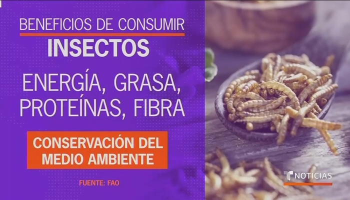 Telemundo Anchor: Save The Planet, Eat The Bugs! | Newsbusters