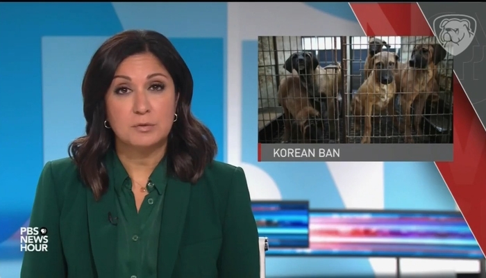 What A Report On South Korea's Dog-Eating Ban Teaches Us About PBS