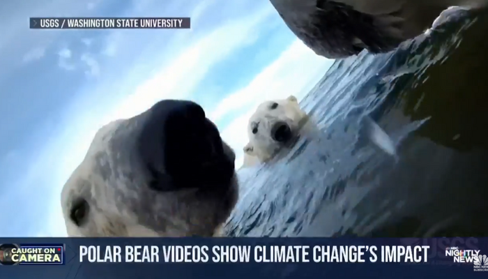 BEAR-MAGEDDON: 7 Outlets Scaremonger Polar Bears ‘Rewriting’ DNA to Fight Climate Change