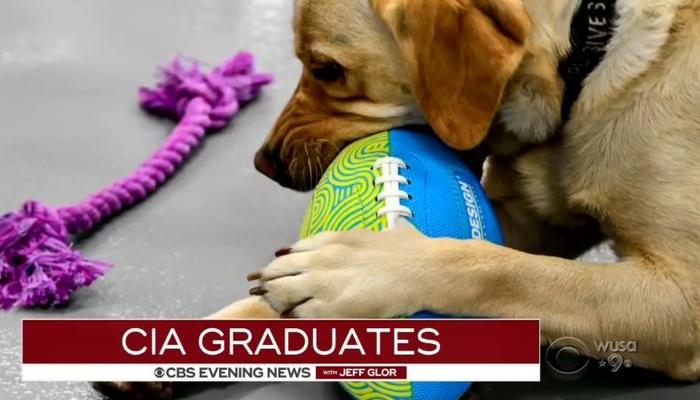 Evening News Gives More Time to CIA Dog Graduation than Strong Jobs ...